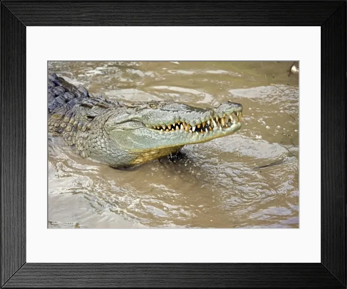 Framed Print : American Crocodile - Tropical rainforest - Costa Rica Framed Print : American Crocodile - Tropical rainforest - Costa Rica