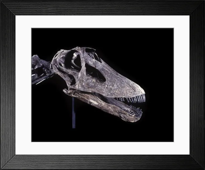 Framed Print : Dinosaurs - Sauropods - Diplodocus (Skull) Morrison Formation, Jurassic, Wyoming, USA Specimen courtesy Western Paleontological Laboratories. DF 586 Framed Print : Dinosaurs - Sauropods - Diplodocus (Skull) Morrison Formation, Jurassic, Wyoming, USA Specimen courtesy Western Paleontological Laboratories. DF 586