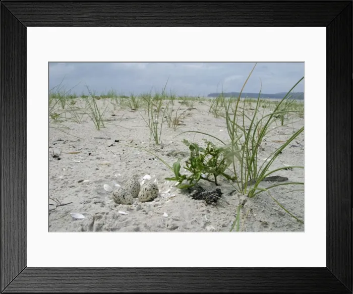 Framed Print : Hooded Plover - nest - Orford, Tasmania, Australia Framed Print : Hooded Plover - nest - Orford, Tasmania, Australia
