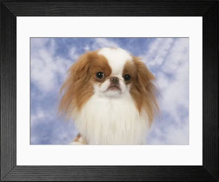 Framed Print : Japanese Chin Dog JD 8543 © John Daniels / ardea. com Framed Print : Japanese Chin Dog JD 8543 © John Daniels / ardea. com