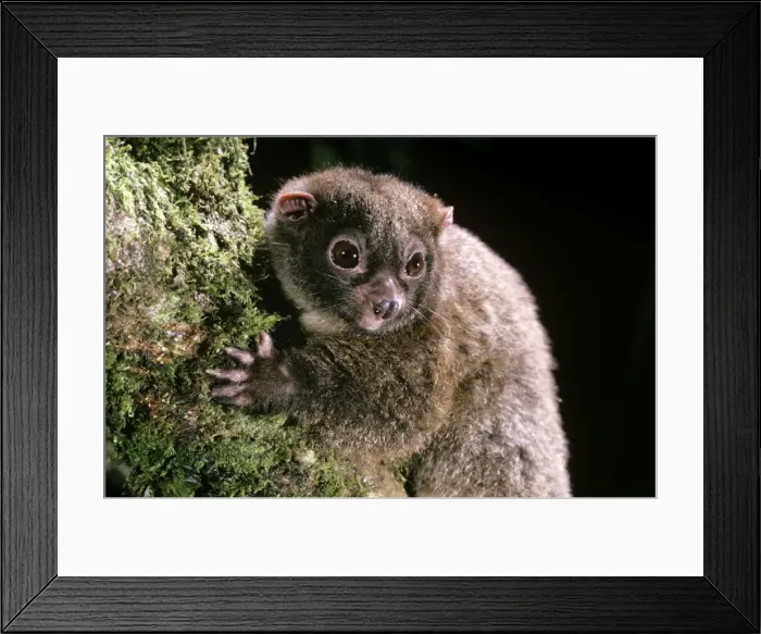 Framed Print : Lemuroid RIngtail Possum - rainforest - Queensland - Australia Framed Print : Lemuroid RIngtail Possum - rainforest - Queensland - Australia