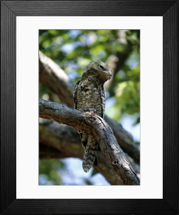 Framed Print : Great Potoo - Venezuela Framed Print : Great Potoo - Venezuela