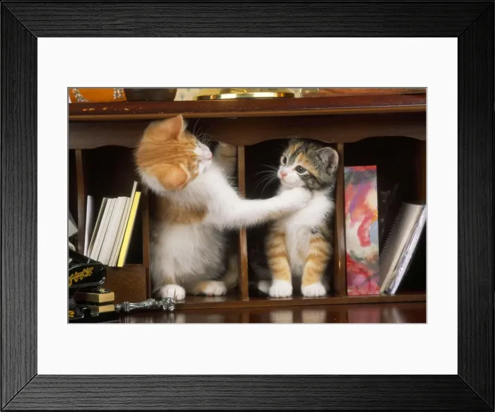 Framed Print : Cat - kittens in bureau Framed Print : Cat - kittens in bureau