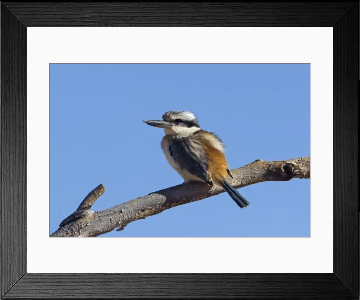 Framed Print : Red-backed Kingfisher - near Ti Tree - Northern Territory - Australia Framed Print : Red-backed Kingfisher - near Ti Tree - Northern Territory - Australia