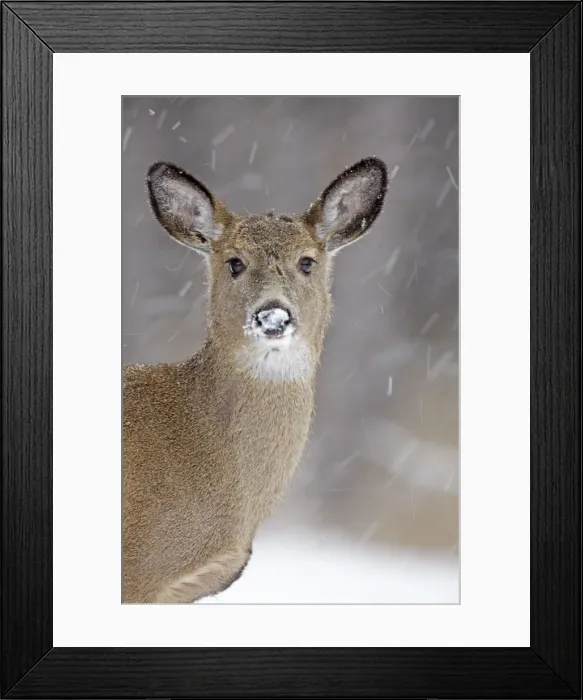 Framed Print : White-tailed Deer - in winter snow - New York - USA Framed Print : White-tailed Deer - in winter snow - New York - USA