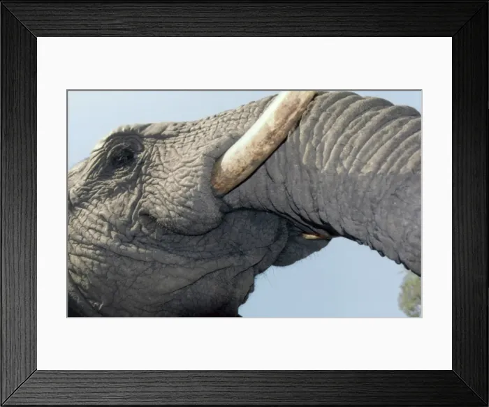 Framed Print : Underview of Elephant CRH 922 Close-up of mouth Moremi, Botswana Loxodonta africana © Chris Harvey - ARDEA LONDON Framed Print : Underview of Elephant CRH 922 Close-up of mouth Moremi, Botswana Loxodonta africana © Chris Harvey - ARDEA LONDON