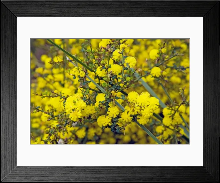 Framed Print : Prickly Moses - Boranup Forest, Leeuwin-Naturaliste National Park, Western Australia Framed Print : Prickly Moses - Boranup Forest, Leeuwin-Naturaliste National Park, Western Australia