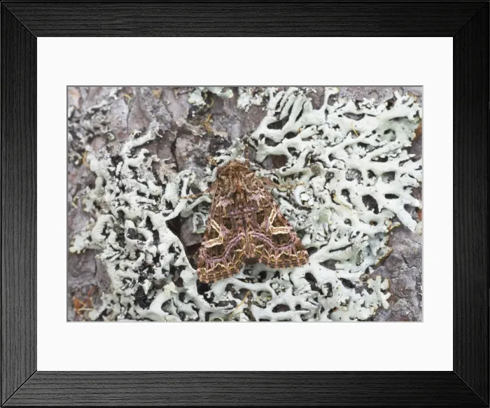 Framed Print : The Campion Moth - Essex, UK IN000698 Framed Print : The Campion Moth - Essex, UK IN000698