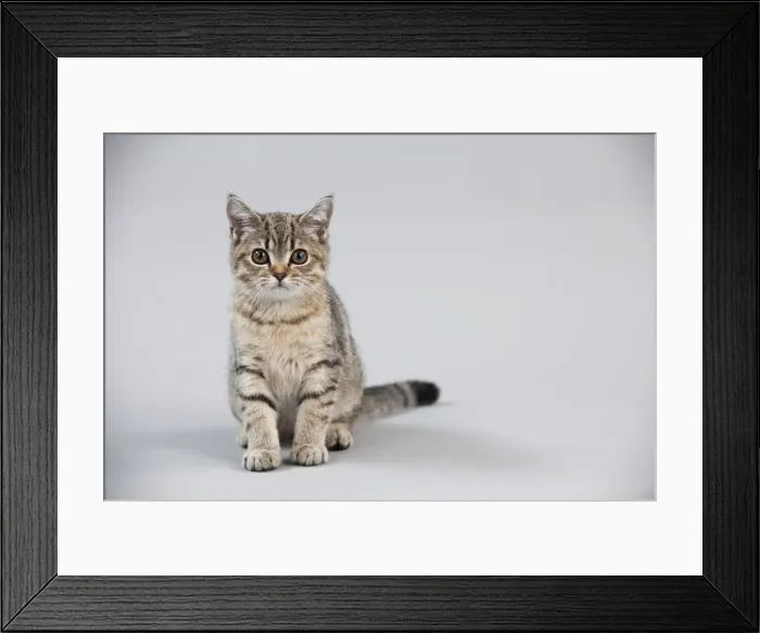 Framed Print : CAT - British shorthair X kitten sitting Framed Print : CAT - British shorthair X kitten sitting
