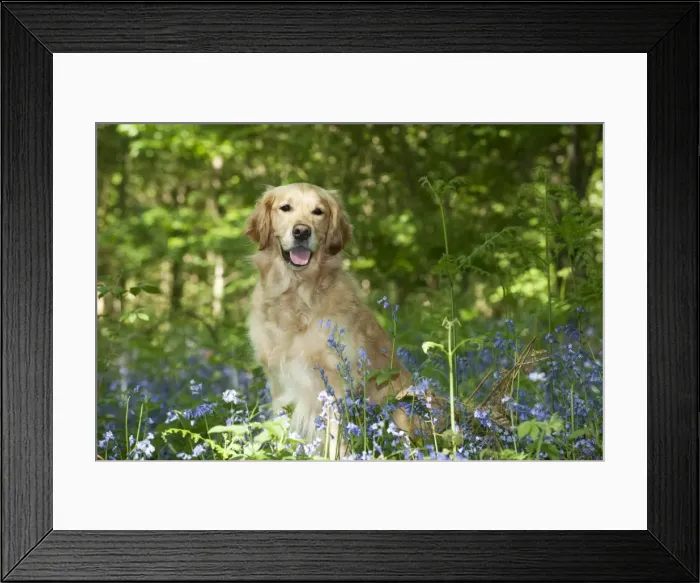 Framed Print : DOG - Golden retriever sitting in bluebells Framed Print : DOG - Golden retriever sitting in bluebells