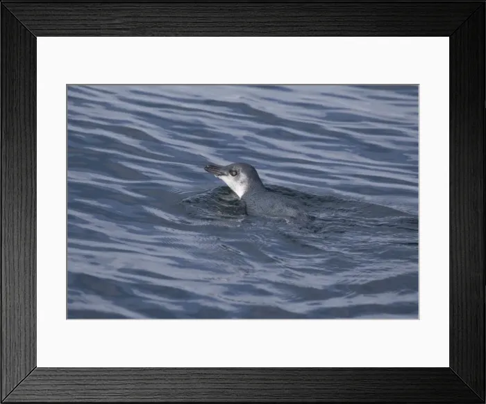 Framed Print : Little Penguin / Fairy Penguin - swimming in Pelorous Sound one of the Marlborough Sounds, South Island - New Zealand. Smallest penguin in the world Framed Print : Little Penguin / Fairy Penguin - swimming in Pelorous Sound one of the Marlborough Sounds, South Island - New Zealand. Smallest penguin in the world