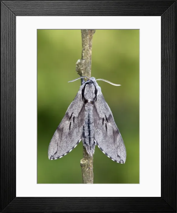 Framed Print : Pine Hawkmoth - Cornwall - UK Framed Print : Pine Hawkmoth - Cornwall - UK