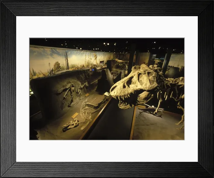 Framed Print : Dinosaur exhibits at the Royal Tyrrell Museum of Paleontology, Drumheller, Alberta, Canada The head of a Tyrannosaurus towers over skeletons of hadrosaurs (duck-billed dinosaurs) Framed Print : Dinosaur exhibits at the Royal Tyrrell Museum of Paleontology, Drumheller, Alberta, Canada The head of a Tyrannosaurus towers over skeletons of hadrosaurs (duck-billed dinosaurs)