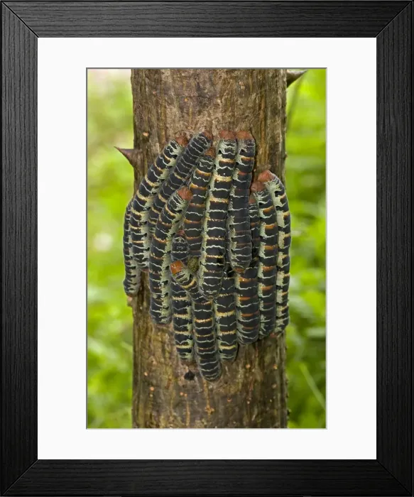 Framed Print : Giant Silk Worm Caterpillars - aggregation of fully grown caterpillars - tropical dry forest - Santa Rosa National Park - group together during the day on trunks - feed on foliage at night - Saturniidae family - Costa Rica Framed Print : Giant Silk Worm Caterpillars - aggregation of fully grown caterpillars - tropical dry forest - Santa Rosa National Park - group together during the day on trunks - feed on foliage at night - Saturniidae family - Costa Rica