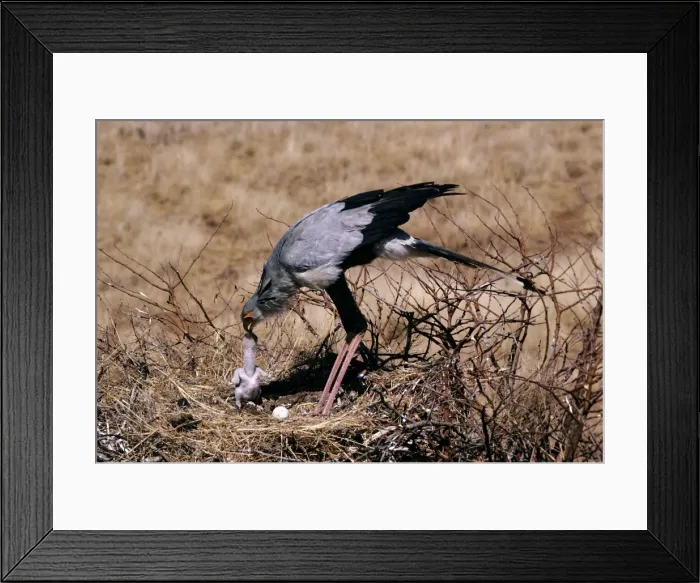 Framed Print : Secretary Bird - feeding water to chick Framed Print : Secretary Bird - feeding water to chick