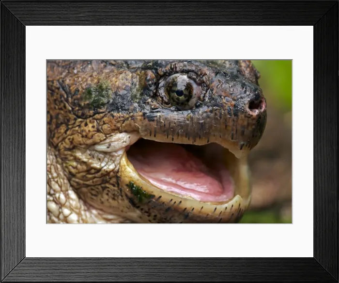 Framed Print : Snapping Turtle - Male - found in Eastern US and South eastern Canada to Rocky mountains - Omnivourous - New York Framed Print : Snapping Turtle - Male - found in Eastern US and South eastern Canada to Rocky mountains - Omnivourous - New York