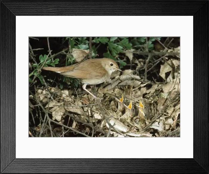 Framed Print : Nightingale - feeding chicks at nest Framed Print : Nightingale - feeding chicks at nest