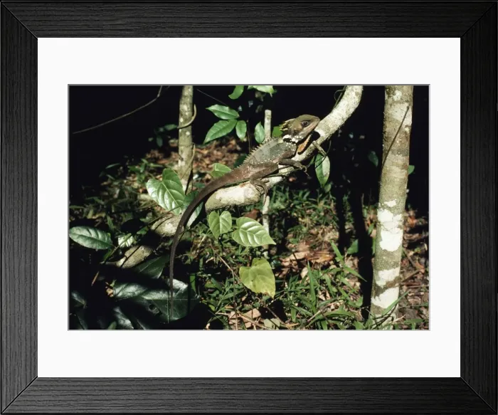 Framed Print : Boyd's Forest Dragon HB 1982 Gonocephalus boydii © Hans & Judy Beste / ardea. com Framed Print : Boyd's Forest Dragon HB 1982 Gonocephalus boydii © Hans & Judy Beste / ardea. com