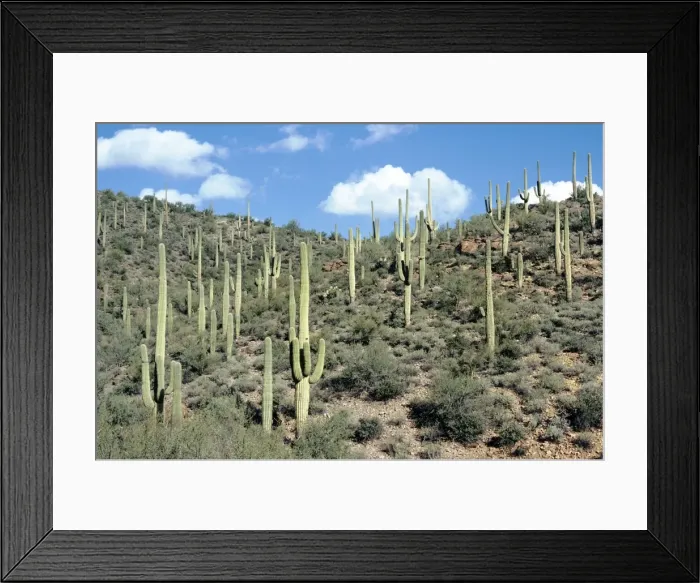 Framed Print : Saguaro Cactus Framed Print : Saguaro Cactus