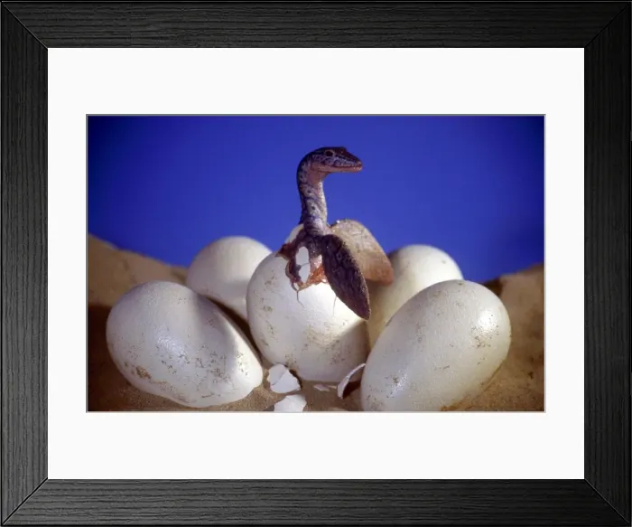 Framed Print : Prehistoric Reconstruction - Hatchling Plesiosaur C. Oxoniensis Late Jurassic Framed Print : Prehistoric Reconstruction - Hatchling Plesiosaur C. Oxoniensis Late Jurassic