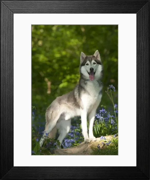 Framed Print : DOG - Siberian husky standing in bluebells Framed Print : DOG - Siberian husky standing in bluebells