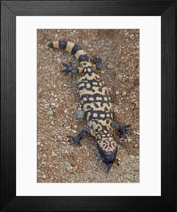 Framed Print : Gila Monster - Sonoran desert - Arizona - USA Framed Print : Gila Monster - Sonoran desert - Arizona - USA