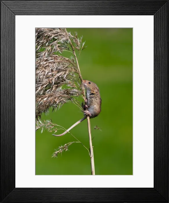 Framed Print : Harvest mouse - climbing up stem of common reed - taken under controled conditions -Lincolnshire - UK Framed Print : Harvest mouse - climbing up stem of common reed - taken under controled conditions -Lincolnshire - UK