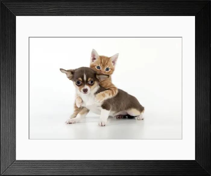 Framed Print : DOG - Chihuahua puppy and kitten playing together Framed Print : DOG - Chihuahua puppy and kitten playing together