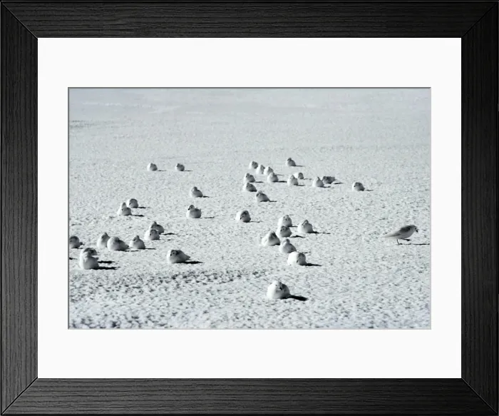 Framed Print : Snow Petrel - Antarctica