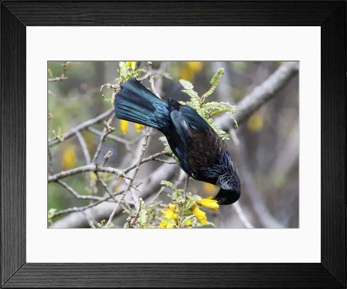 Framed Print : Tui - feeding on Kowhai blossom - Tiritiri Matangi Island, Hauraki Gulf, New Zealand Framed Print : Tui - feeding on Kowhai blossom - Tiritiri Matangi Island, Hauraki Gulf, New Zealand