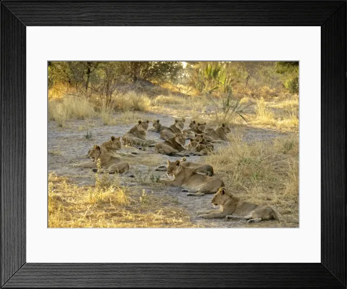 Framed Print : Lions CRH 981 Pride resting - Moremi, Botswana Panthera leo © Chris Harvey / ardea. com Framed Print : Lions CRH 981 Pride resting - Moremi, Botswana Panthera leo © Chris Harvey / ardea. com