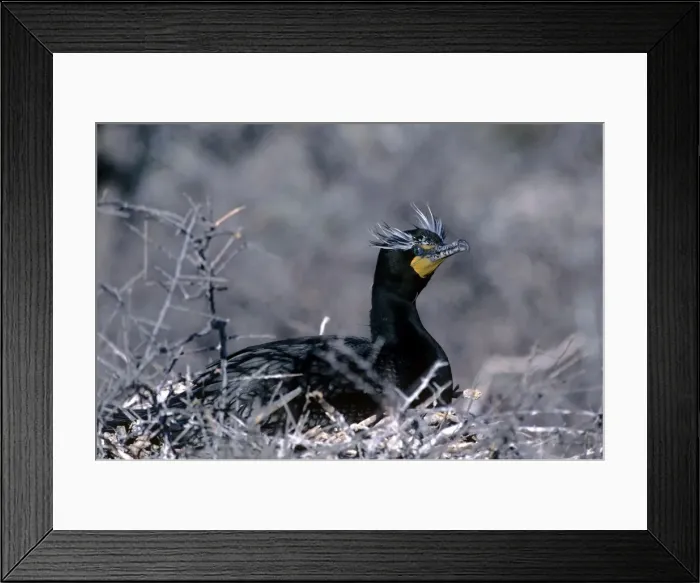 Framed Print : Double-crested Cormarant Framed Print : Double-crested Cormarant