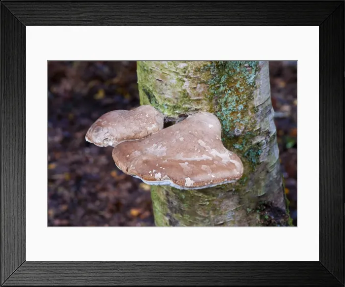 Framed Print : Fungi - Birch Polypore - can be seen all year round - habitat on birch - annual, but fruit bodies remain intact from one year to next. Common and not edible. Napp Wood, East Sussex. November Framed Print : Fungi - Birch Polypore - can be seen all year round - habitat on birch - annual, but fruit bodies remain intact from one year to next. Common and not edible. Napp Wood, East Sussex. November
