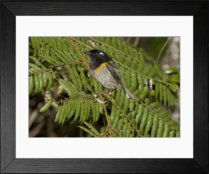 Framed Print : Stitchbird / Hihi - male - Tiritiri Matangi Island, Hauraki Gulf, New Zealand Framed Print : Stitchbird / Hihi - male - Tiritiri Matangi Island, Hauraki Gulf, New Zealand