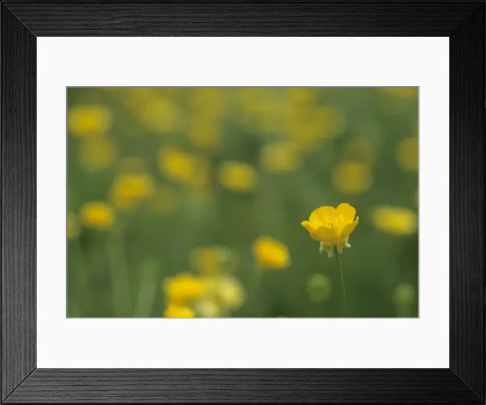 Framed Print : Meadow Buttercup - Thorndon Park - Essex - UK PL000949 Framed Print : Meadow Buttercup - Thorndon Park - Essex - UK PL000949