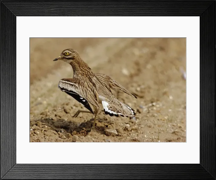 Framed Print : Stone Curlew CK 450 Displaying Burhinus oedicnemus © C. R. Knights  /  ardea. com