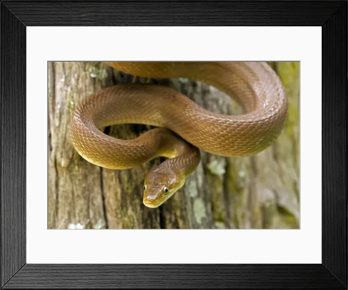 Framed Print : Tropical Rat Snake - Found from Arizona to Costa Rica - constictor - Santa Rosa National park - tropical dry forest - Costa Rica Framed Print : Tropical Rat Snake - Found from Arizona to Costa Rica - constictor - Santa Rosa National park - tropical dry forest - Costa Rica