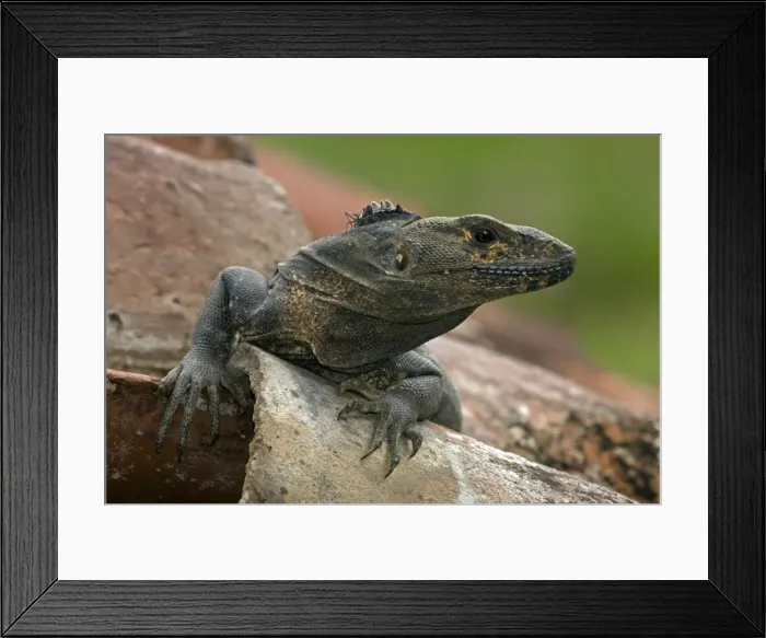 Framed Print : Spiny-tailed Iguana - Costa Rica - Tropical dry forest - Santa Rosa National Park Framed Print : Spiny-tailed Iguana - Costa Rica - Tropical dry forest - Santa Rosa National Park