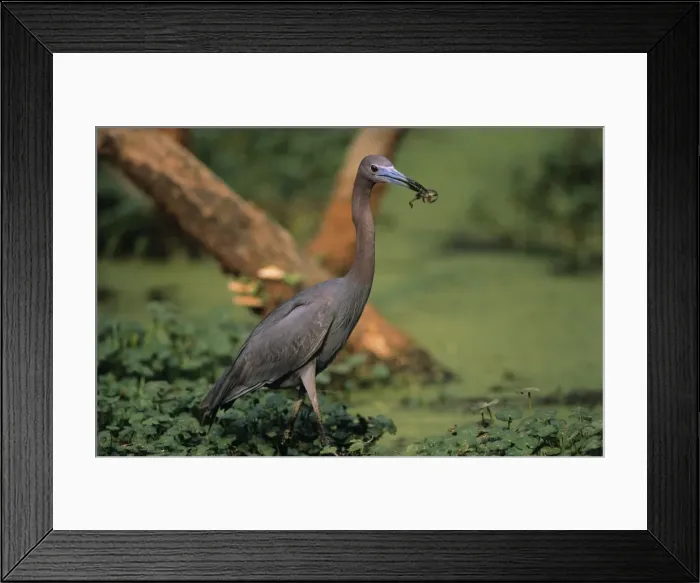 Framed Print : Little Blue Heron - with frog prey - Louisiana USA Framed Print : Little Blue Heron - with frog prey - Louisiana USA