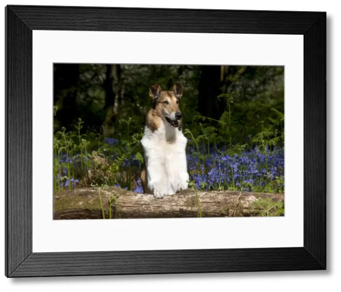 Framed Print : DOG - Smooth collie standing in bluebells Framed Print : DOG - Smooth collie standing in bluebells
