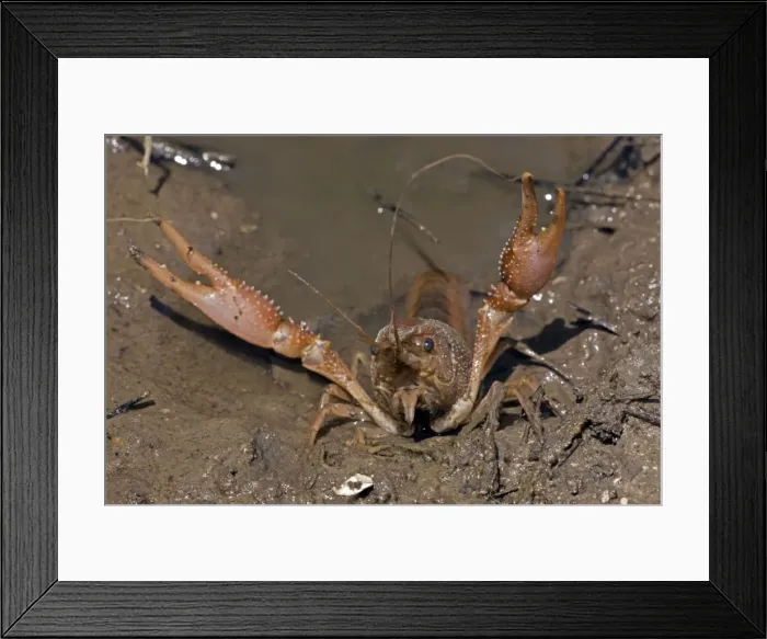Framed Print : Red Swamp Crawfish (Crayfish) - defensive display - Important food item - commercially harvested - native to Southeastern US - introduced widely elsewhere - Louisiana Framed Print : Red Swamp Crawfish (Crayfish) - defensive display - Important food item - commercially harvested - native to Southeastern US - introduced widely elsewhere - Louisiana
