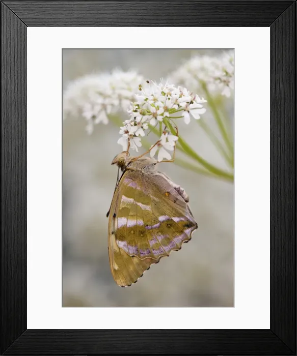 Framed Print : Silver Washed Fritillary Butterfly - female on hogweed - UK