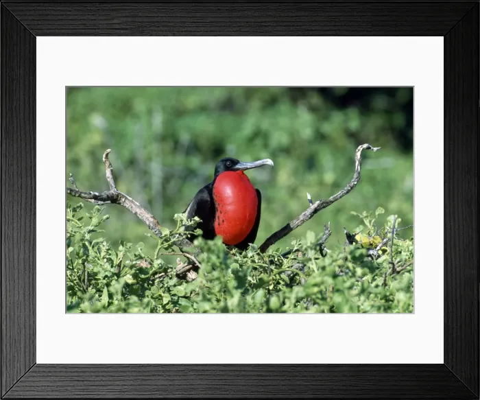 Framed Print : Magnificent Frigatebird - displaying - North Seymour Island - Galapagos Framed Print : Magnificent Frigatebird - displaying - North Seymour Island - Galapagos