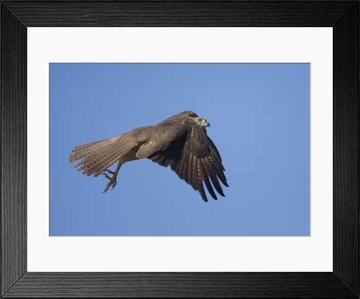 Framed Print : Brown Goshawk - in flight - near Ti Tree - Northern Territory - Australia Framed Print : Brown Goshawk - in flight - near Ti Tree - Northern Territory - Australia