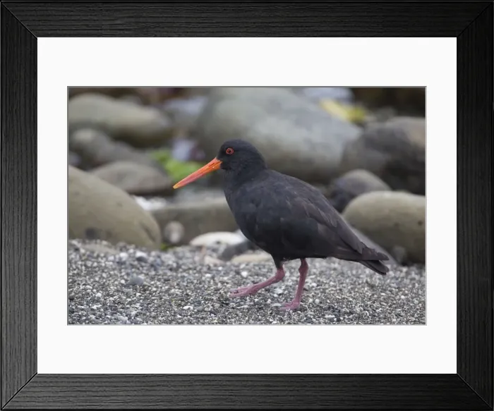 Framed Print : Variable Oystercatcher - among shingle and rocks on the Kaikoura coast, South Island, New Zealand Framed Print : Variable Oystercatcher - among shingle and rocks on the Kaikoura coast, South Island, New Zealand
