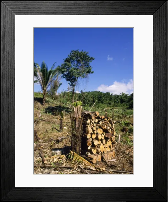 Framed Print : Deforestation - clearing rainforest Belize Central America Framed Print : Deforestation - clearing rainforest Belize Central America
