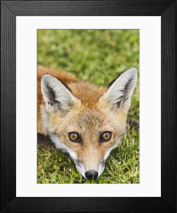 Framed Print : Red Fox - cub close up in meadow - controlled conditions 14803 Framed Print : Red Fox - cub close up in meadow - controlled conditions 14803
