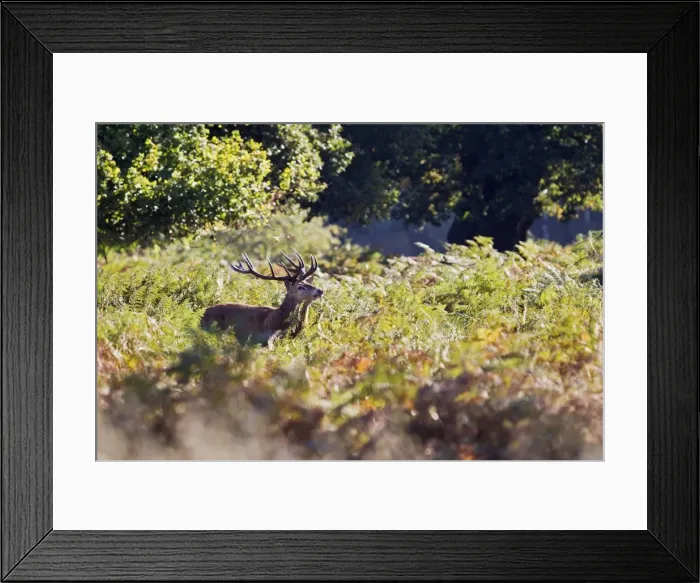Framed Print : Red Deer - Stag roaring in bracken - Richmond Park UK 14948 Framed Print : Red Deer - Stag roaring in bracken - Richmond Park UK 14948