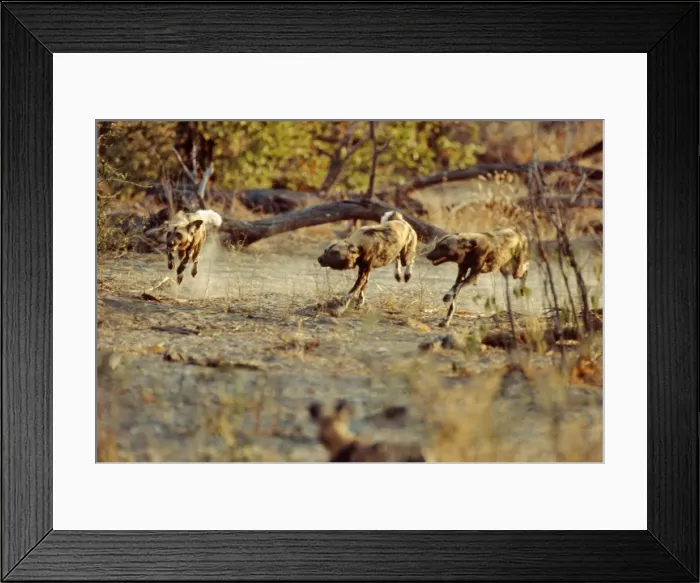 Framed Print : African Wild Dogs CRH 474 Racing back to the den - Moremi, Botswana Lycaon pictus © Chris Harvey / ardea. com Framed Print : African Wild Dogs CRH 474 Racing back to the den - Moremi, Botswana Lycaon pictus © Chris Harvey / ardea. com