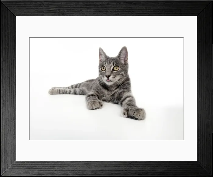 Framed Print : CAT - Grey tabby cat showing foot with extra toe (six) Framed Print : CAT - Grey tabby cat showing foot with extra toe (six)